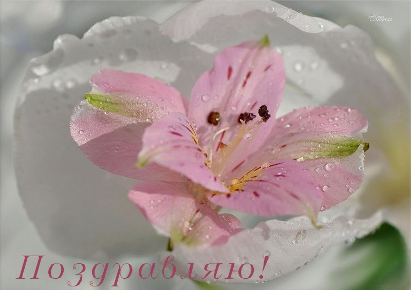 Надежда Чалых | 