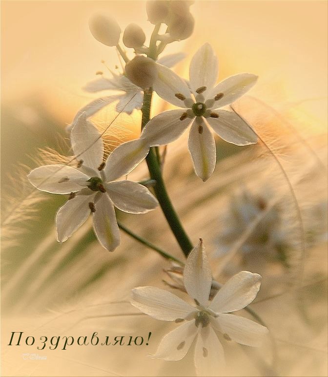 Надежда Чалых | 