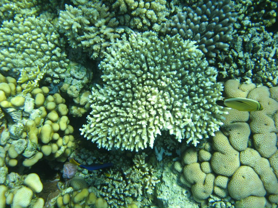 Надежда Кропачева | Киров