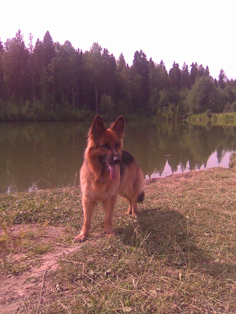 Анна Серова | Вологда