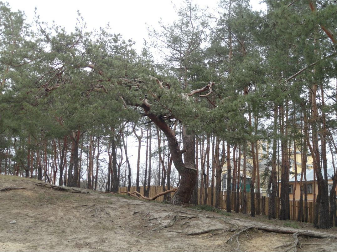 Євгеній Міленко | Киев