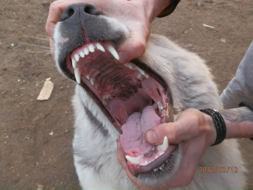 Саша Набока | Николаев