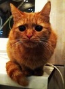 Тимофей Графов, 38 лет, Санкт-Петербург, Россия, 11.03.1987