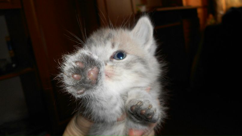 Juliya Vlasenko | Чернигов