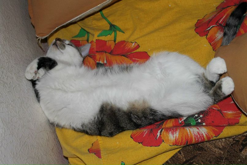 Дмитрий Малый | Воронеж