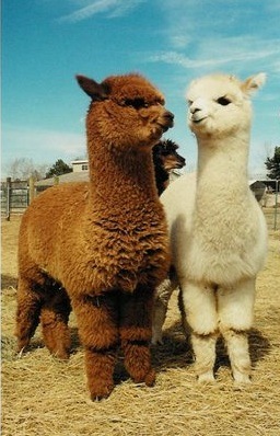 №19, Ксюня Соломко, Пятигорск №19, Ксюня Соломко, Пятигорск