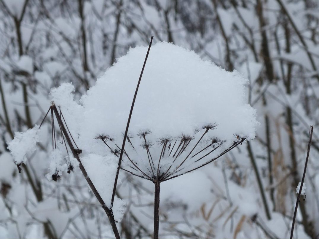 Юлиана Брысковская | Санкт-Петербург