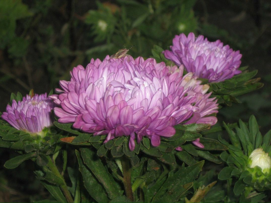 Катерина Кочеткова smail | Самара