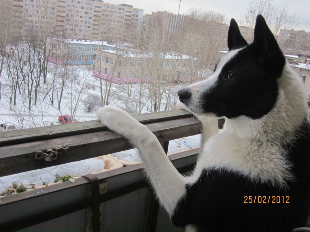 Надежда Арефьева | Санкт-Петербург