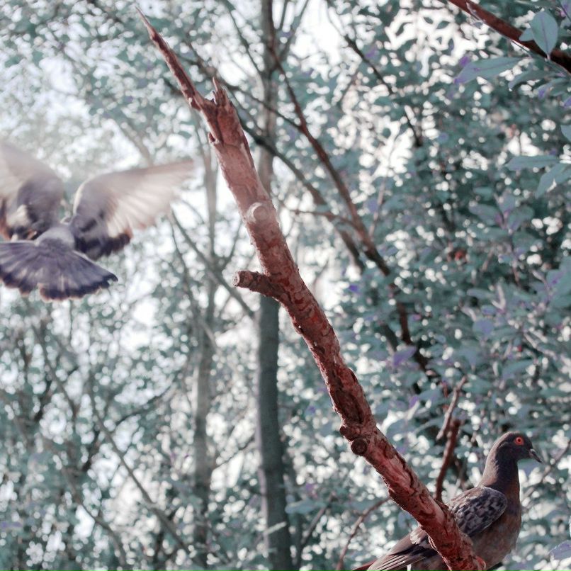 Анна Павлова | Смоленск