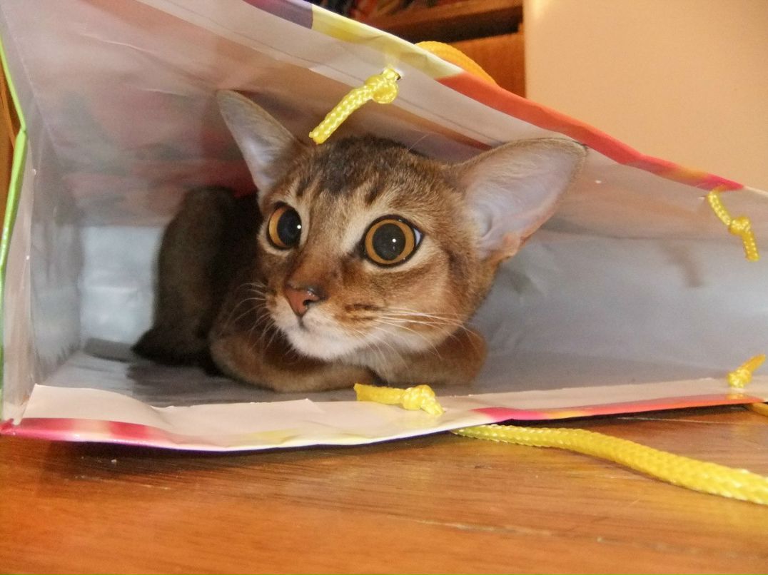 Елена Савостикова | Санкт-Петербург