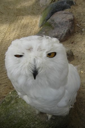 Панама Забавный | 