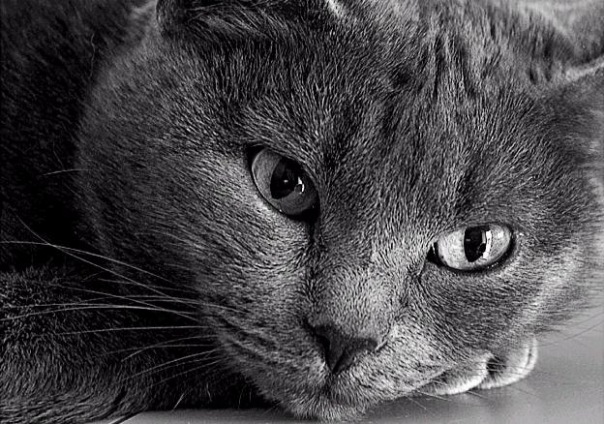 №1, Furball Cat №1, Furball Cat