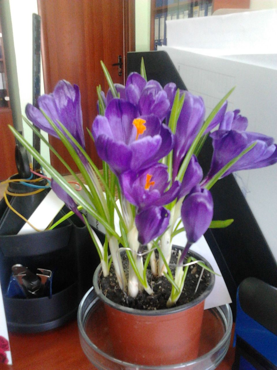 Анна Збанацкая | Киев