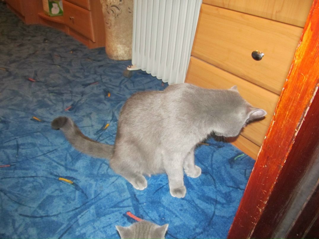 Елена Коропова | Киев