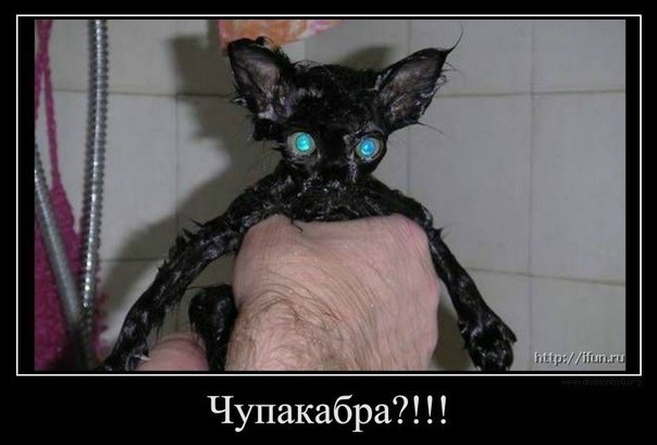 Виктория Смирнова | Санкт-Петербург