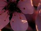 Галина Мигранова | Златоуст