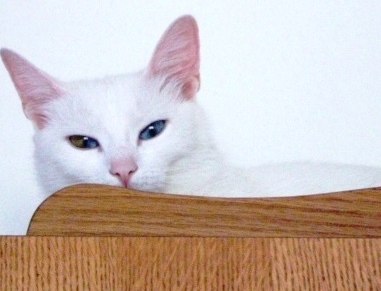 Olesya Chehova | Киев