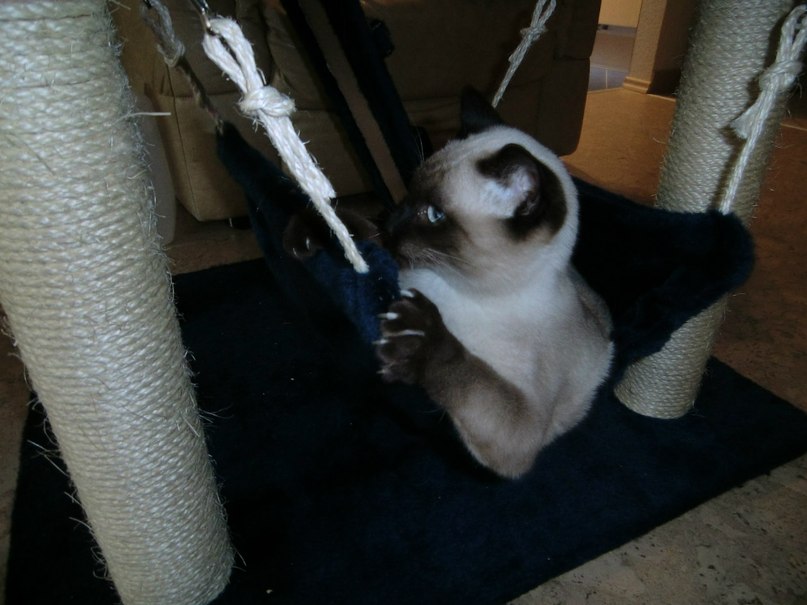 Аня Капплер *~ani-ko~* | Киев