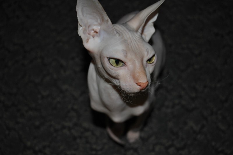 Александр Мезников | Воркута