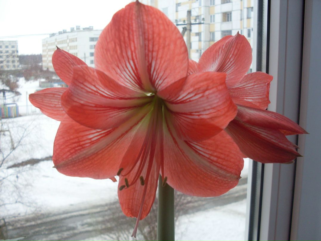 Аня Лазарева | Санкт-Петербург