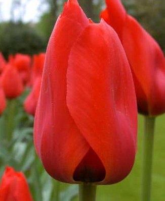 Татьяна Светличная | Кривой Рог