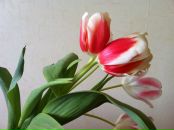 Фотография Елена Обухова