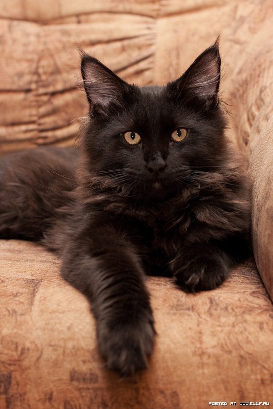 Оля Сальник | Солоницевка