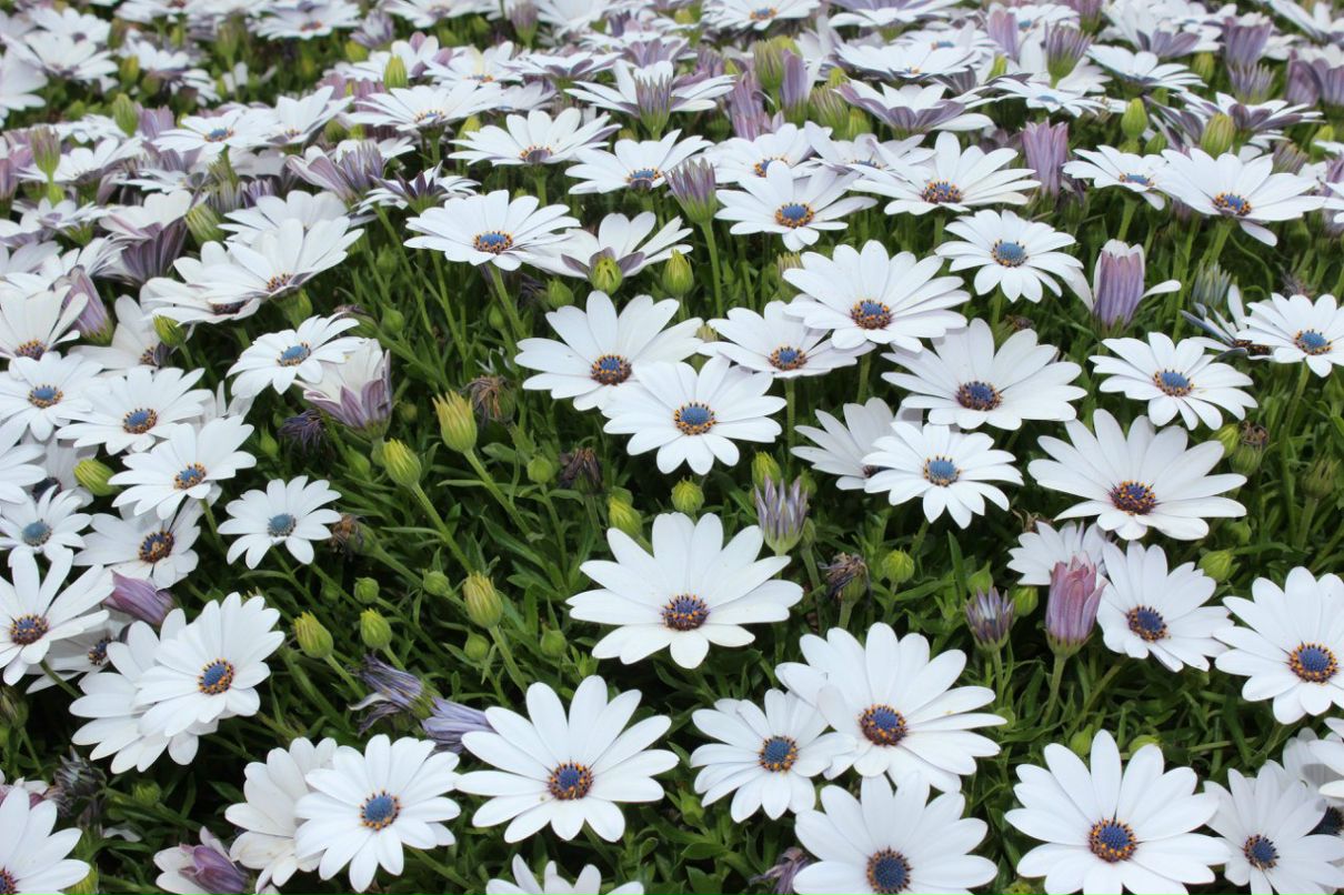 Александр Ермаков | Запорожье