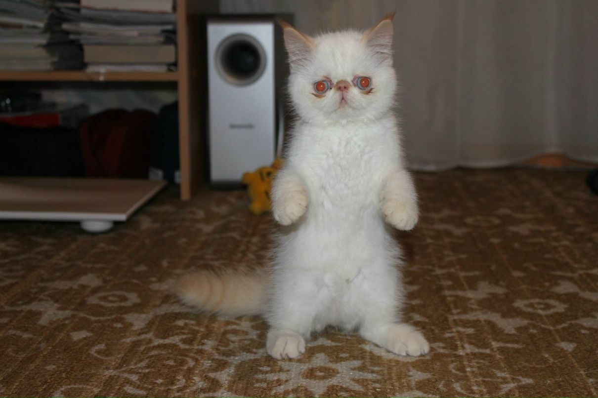 Юрий Шишкин | Кострома