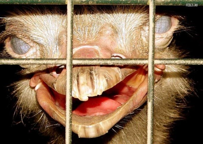 Никитосик Чернов | Вологда