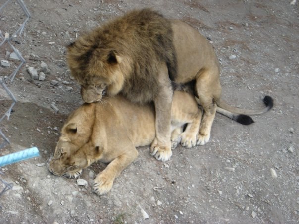 Билли Бонс | Санкт-Петербург