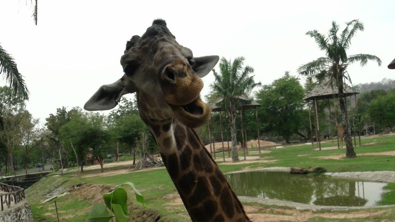 Антоха Шелухин Banderol | Москва