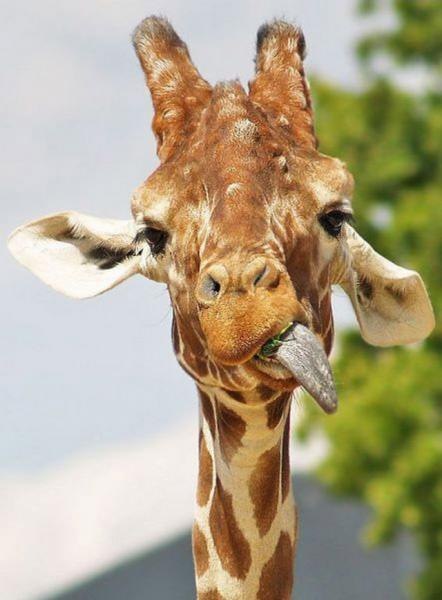 №73, Анна Мурина, 5.8.1987 №73, Анна Мурина, 5.8.1987