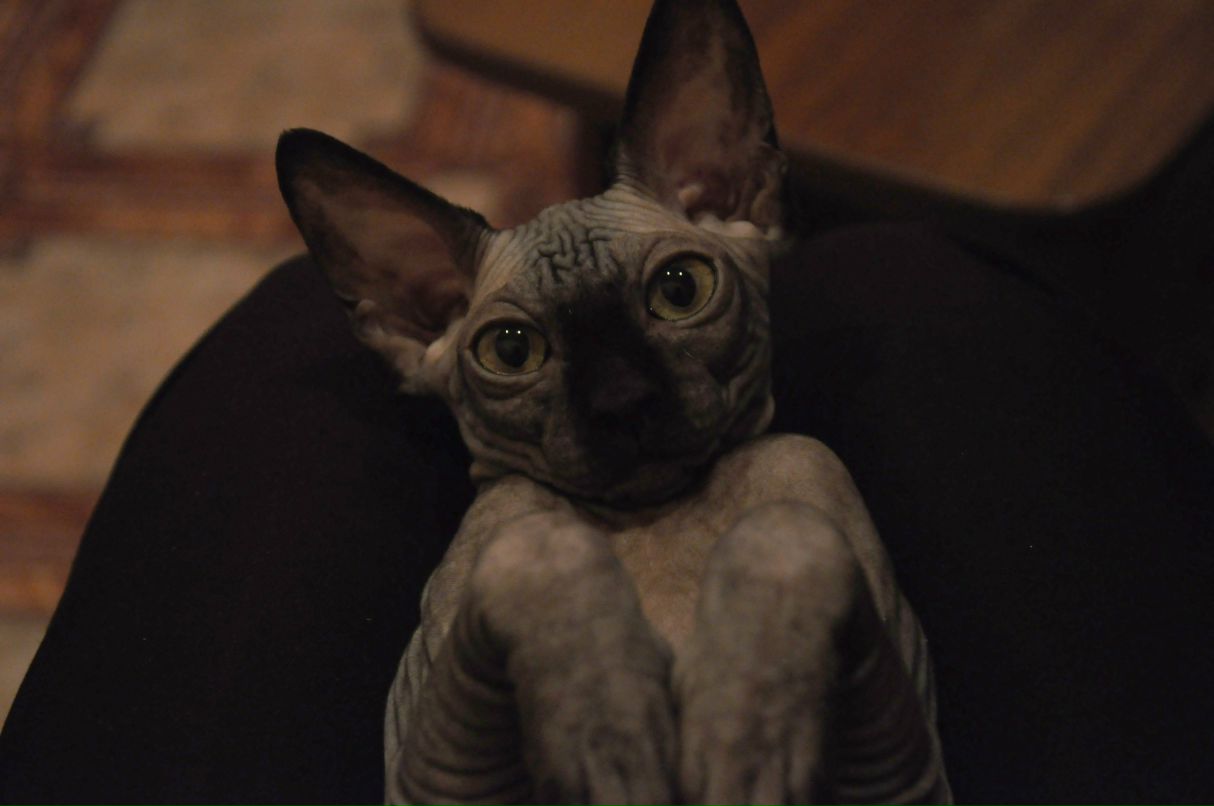 Елена Хомутова | Оренбург