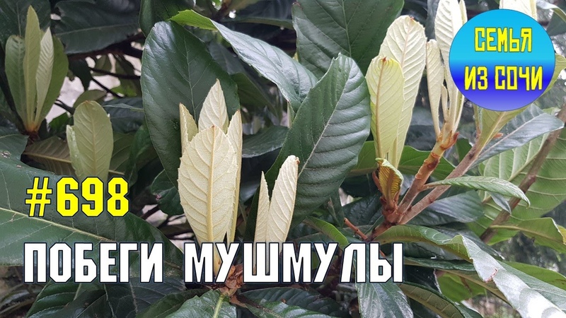 Побеги мушмулы | Жизнь на Юге