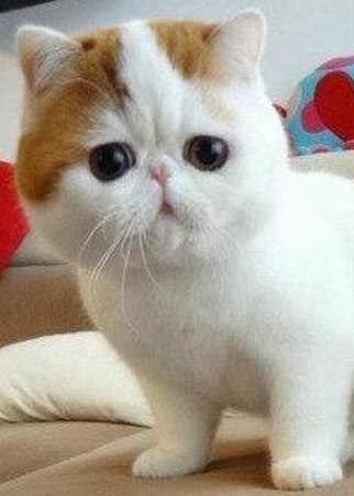 Александр Копыл SHeldoN | Ахтырка