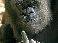 Владимир Гречкин | 