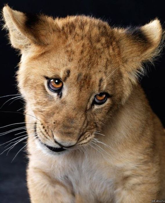 Альберт Асадуллин AMIGO | Казань