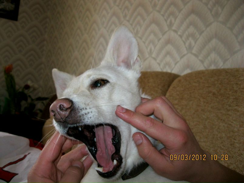 №56, Олег Лапшинский, Киев №56, Олег Лапшинский, Киев