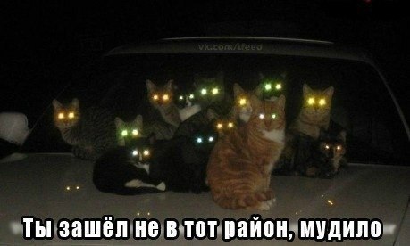 Фатина Овцана ღღღ | Mactuca