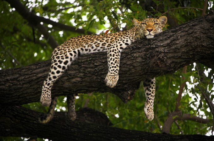 Владимир Дмитриев | Владимир