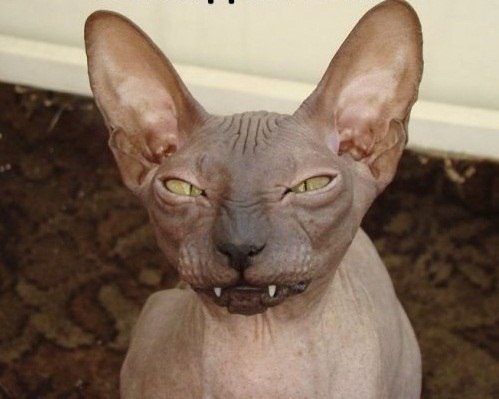 Алёна Корниенко | Воронеж