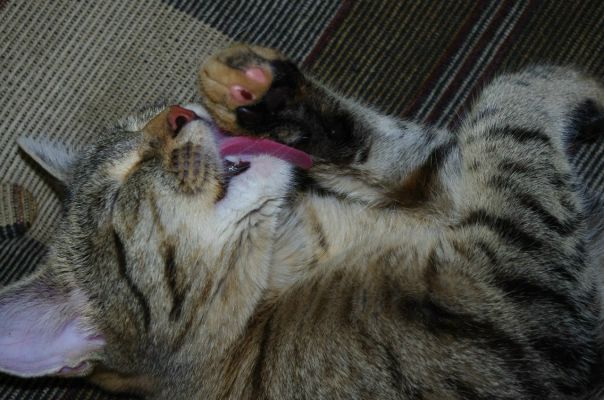 №100, Алёна Белоедова, 37 лет, Саратов №100, Алёна Белоедова, 37 лет, Саратов