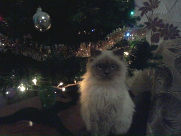 №77, Вано Мамчур №77, Вано Мамчур