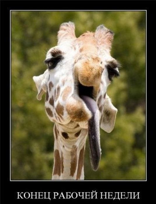 Шурка Щукина | Балашиха