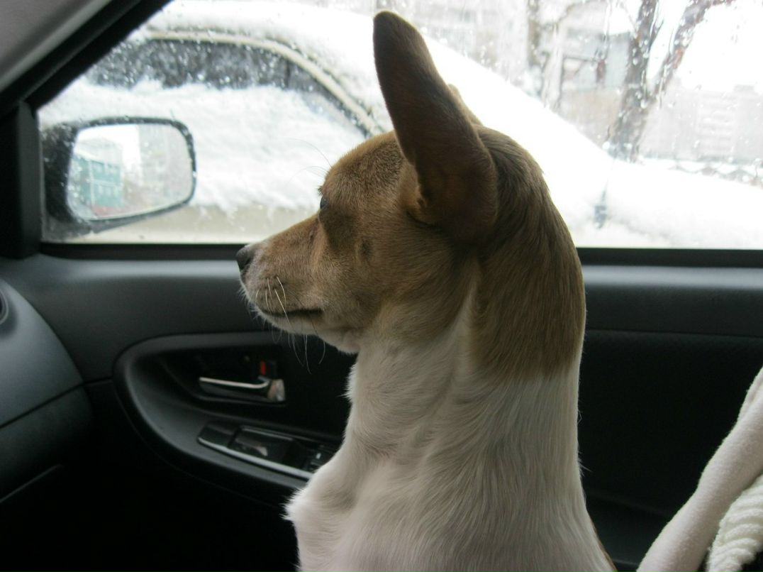 Олеся Толстикова | Пермь