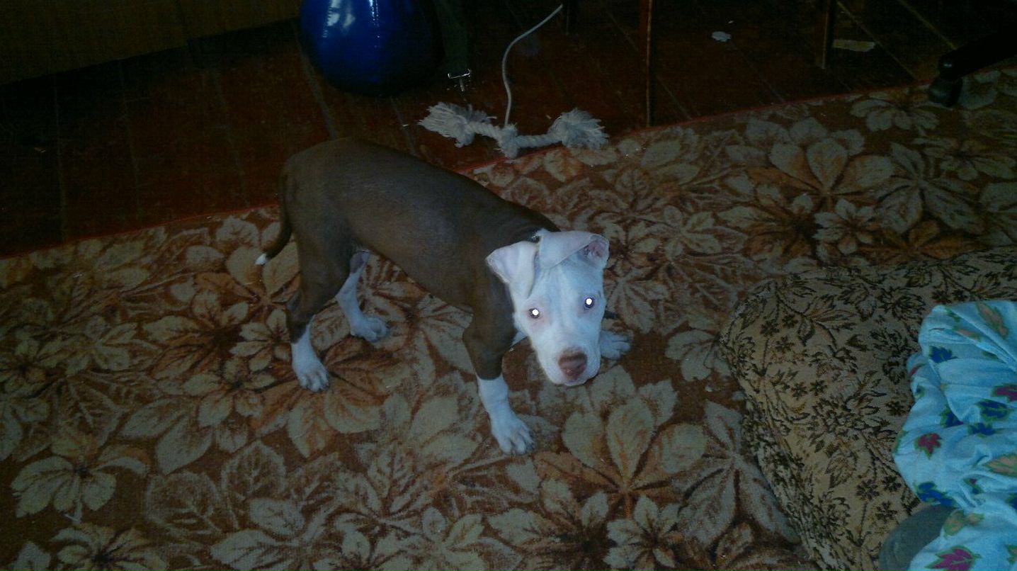 Алексей Шкаликов | Зирган