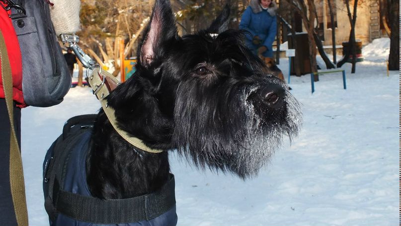 Алексей Бакшанский Анатольевич | Омск
