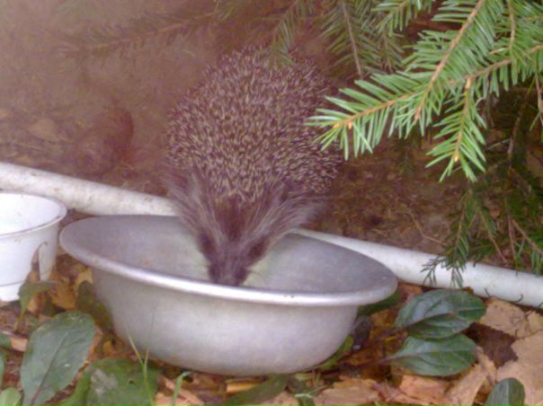 №89, Рина Сыч №89, Рина Сыч